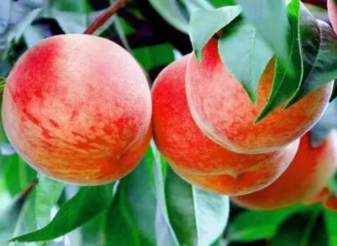 桃子的家族庞大，你吃过几种？