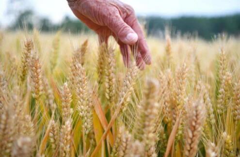 大麦的功效和作用 大麦的食用方法有哪些
