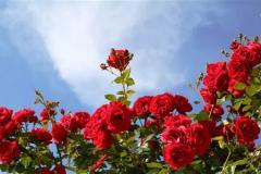 洛神玫瑰花语及寓意是什么？
